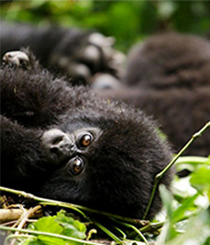 6 Days Uganda Primate Safaris