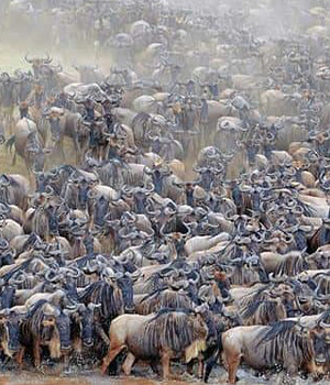 7 Days Serengeti Migration Safari