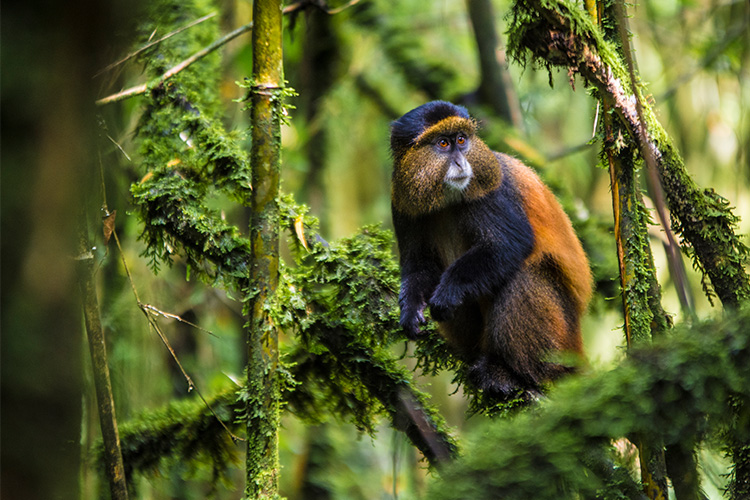 golden monkey trekking