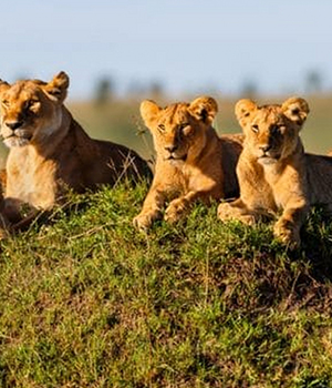 10 days Kenya Safaris