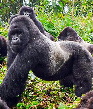 3 days Rwanda gorilla trekking tour