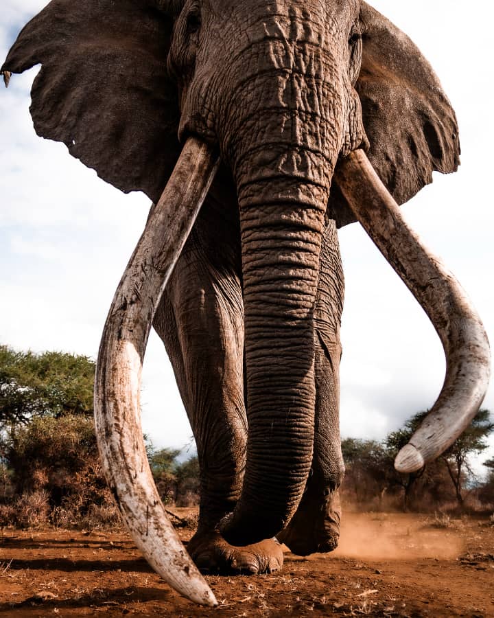 5 Days Amboseli and Tsavo Safari