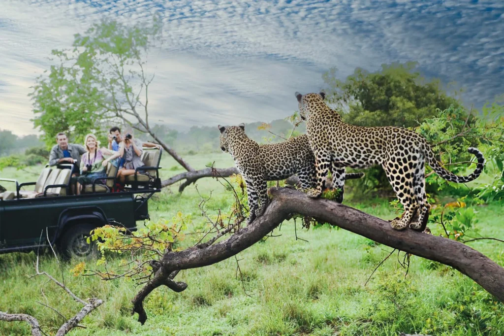 Best African Safari Destinations for First-Time Travelers